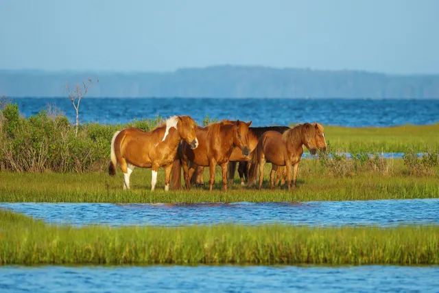 Assateague — Ocean City, Maryland