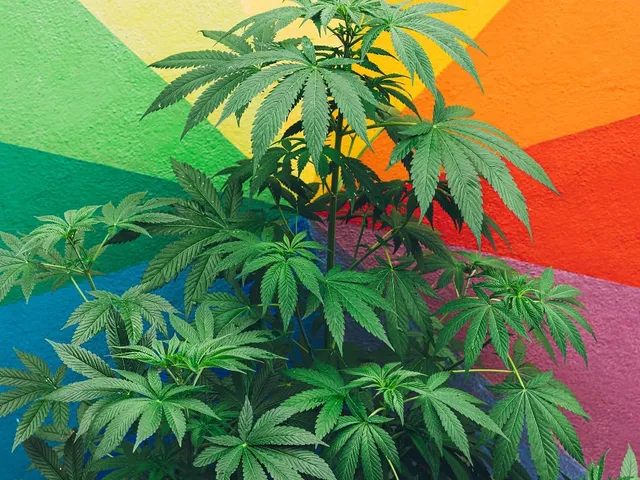 Dispensaries — Ocean City, Maryland