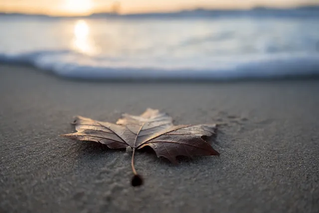 Ocean City Autumnfest