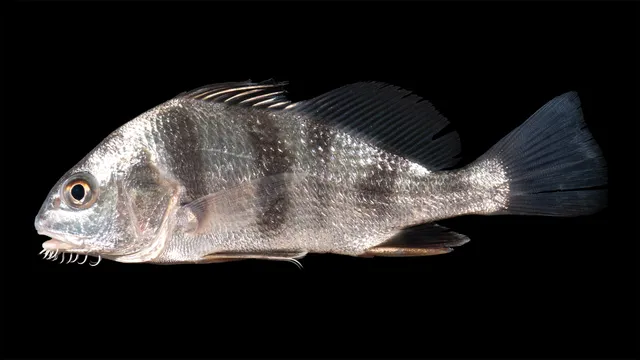 Ocean City Black Drum
