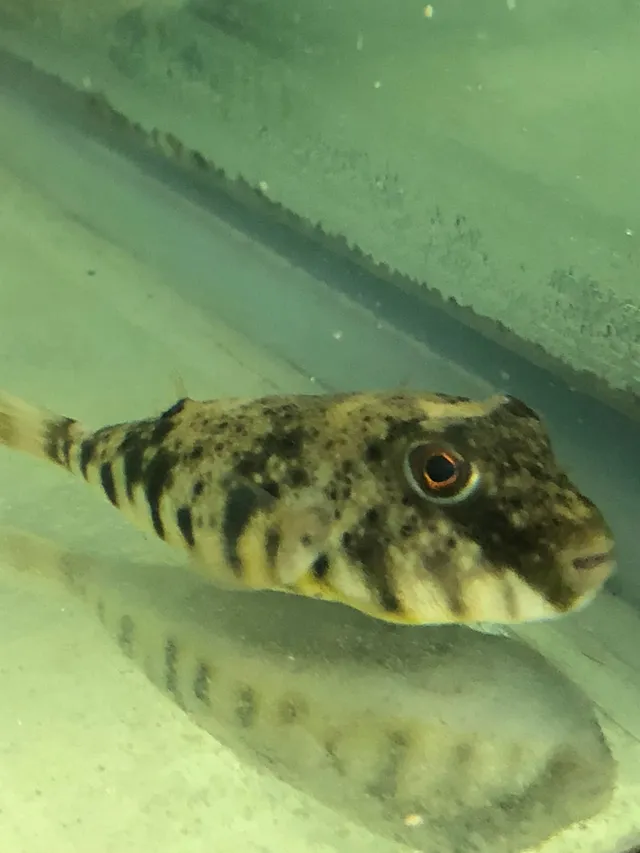 Ocean City Blowfish