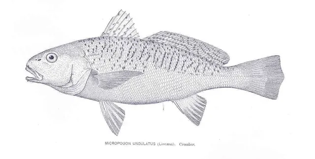 Ocean City Croaker