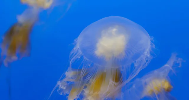 Ocean City Jellyfish