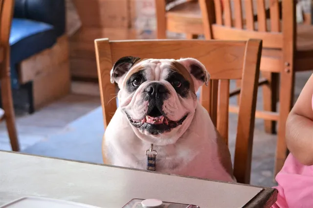 Ocean City Pet-Friendly Restaurants