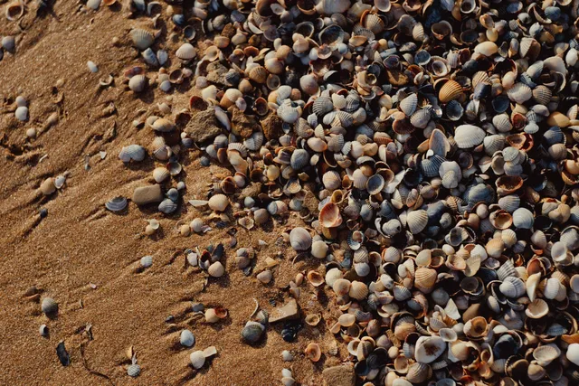 Ocean City Shell Collecting