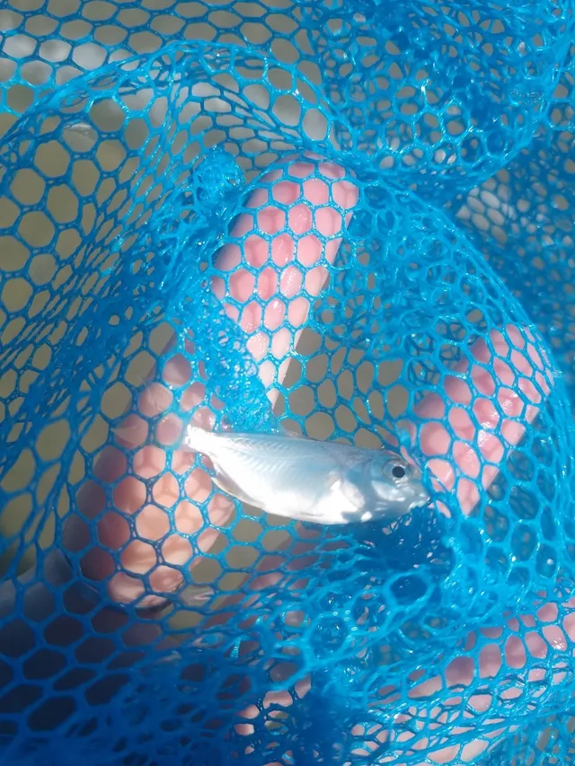 Ocean City Spot Fish