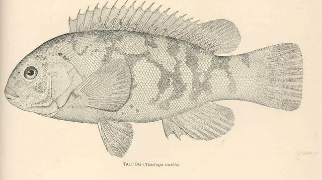Ocean City Tautog