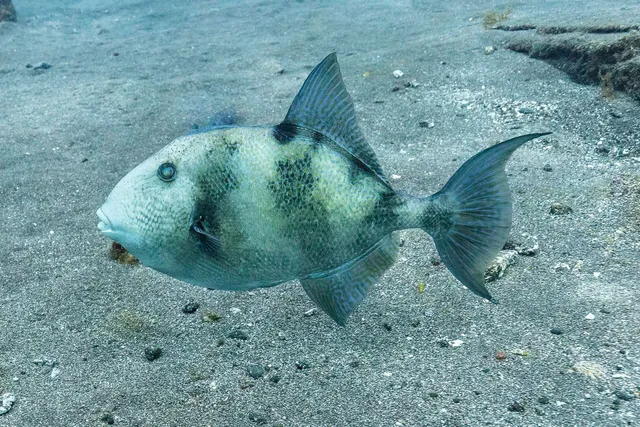 Ocean City Triggerfish