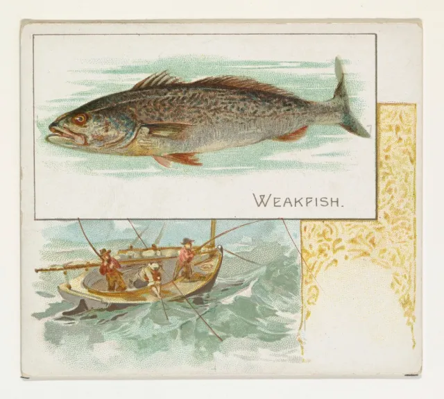 Ocean City Weakfish