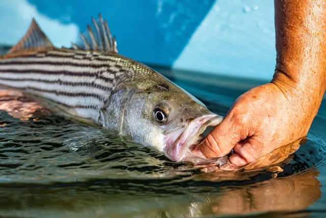 Angler guide — Ocean City, Maryland