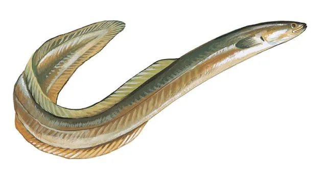 Ocean City Eels