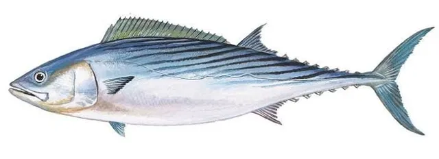 Ocean City Bonito