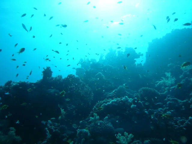 Ocean City Spearfishing