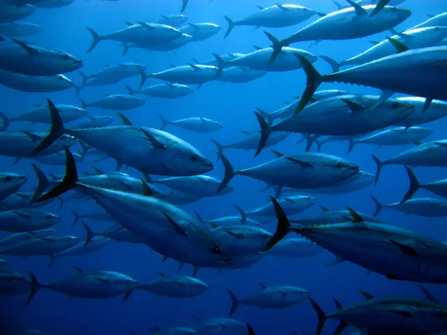 Offshore species — Ocean City, Maryland