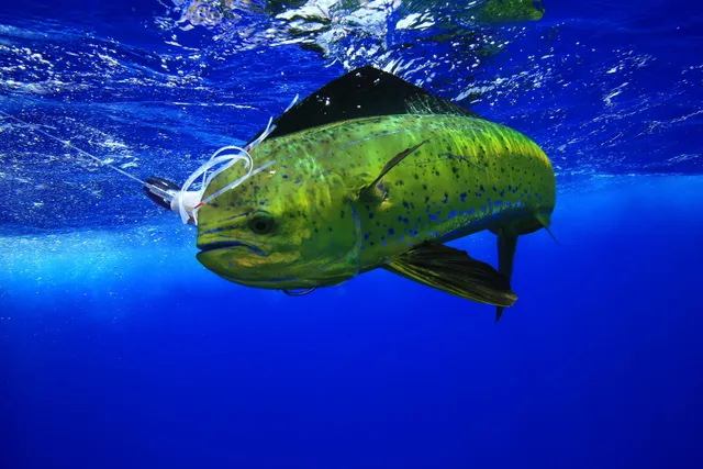 Fish — Ocean City, Maryland