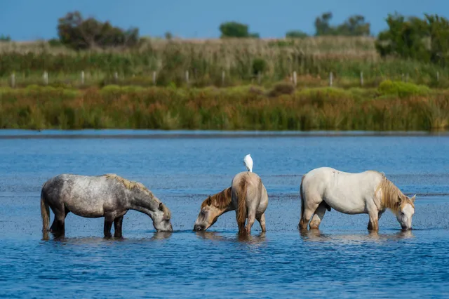 Mammals — Ocean City, Maryland