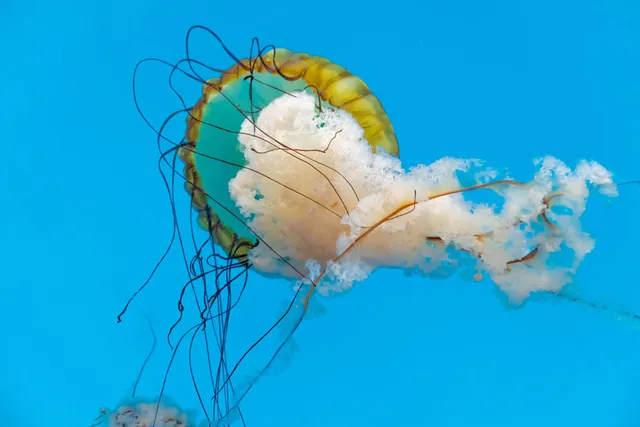 Marine invertebrates — Ocean City, Maryland