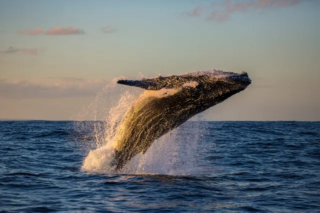 Whales & dolphins — Ocean City, Maryland