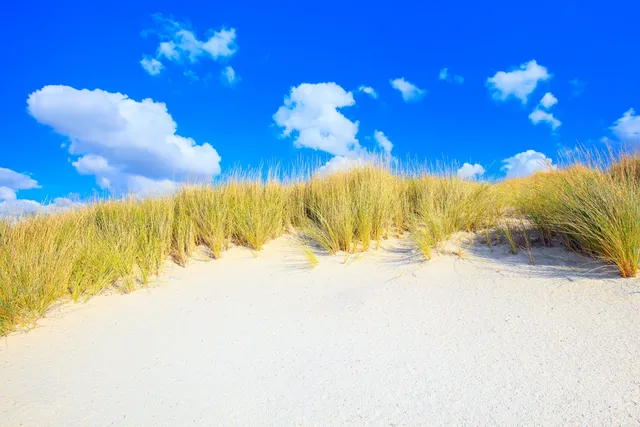 Where to see — Ocean City, Maryland