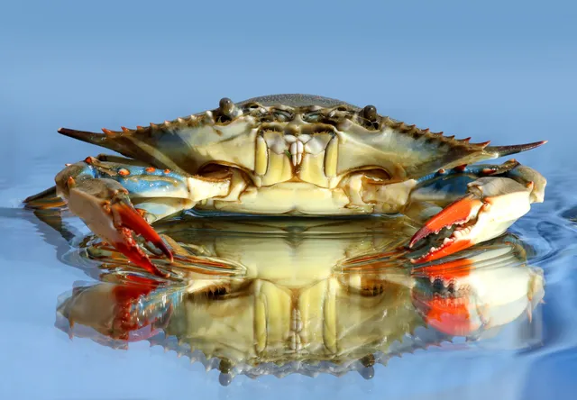 Crabbing hub — Ocean City, Maryland