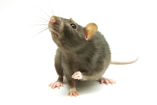 Pest control — Ocean City, Maryland