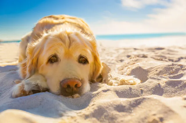 Pet stores — Ocean City, Maryland