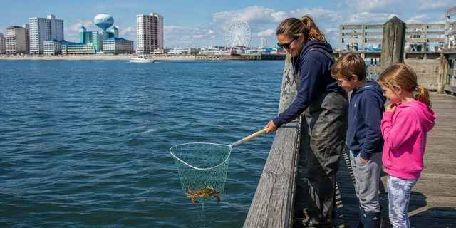 Catching Crabs — Ocean City, Maryland