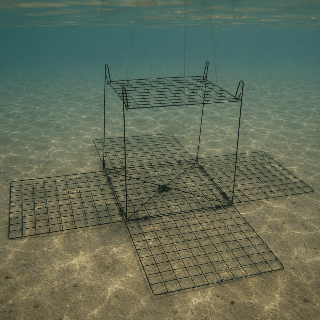 Collapsible crab trap used in Ocean City bay waters