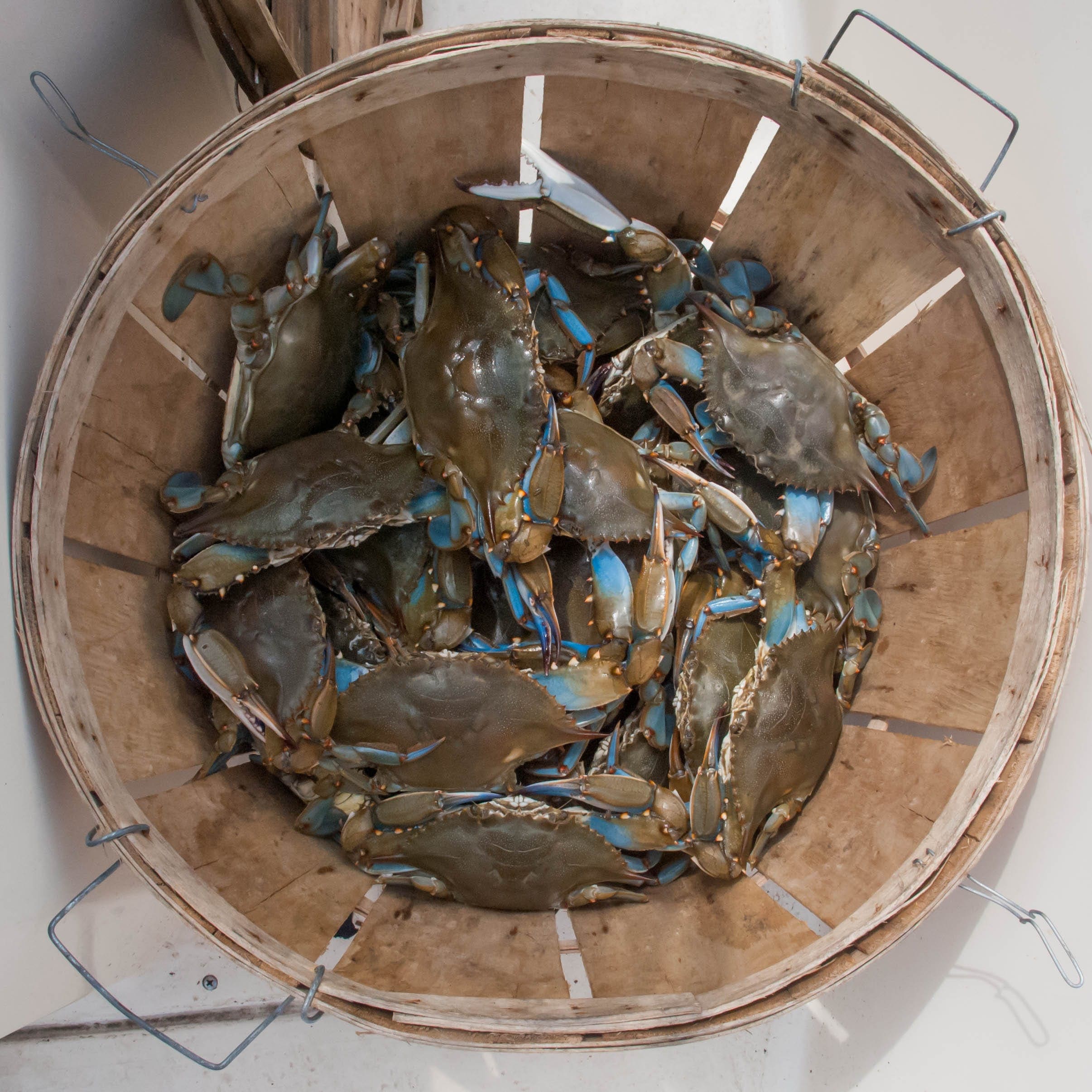 Collapsible crab trap for Ocean City bay crabbing