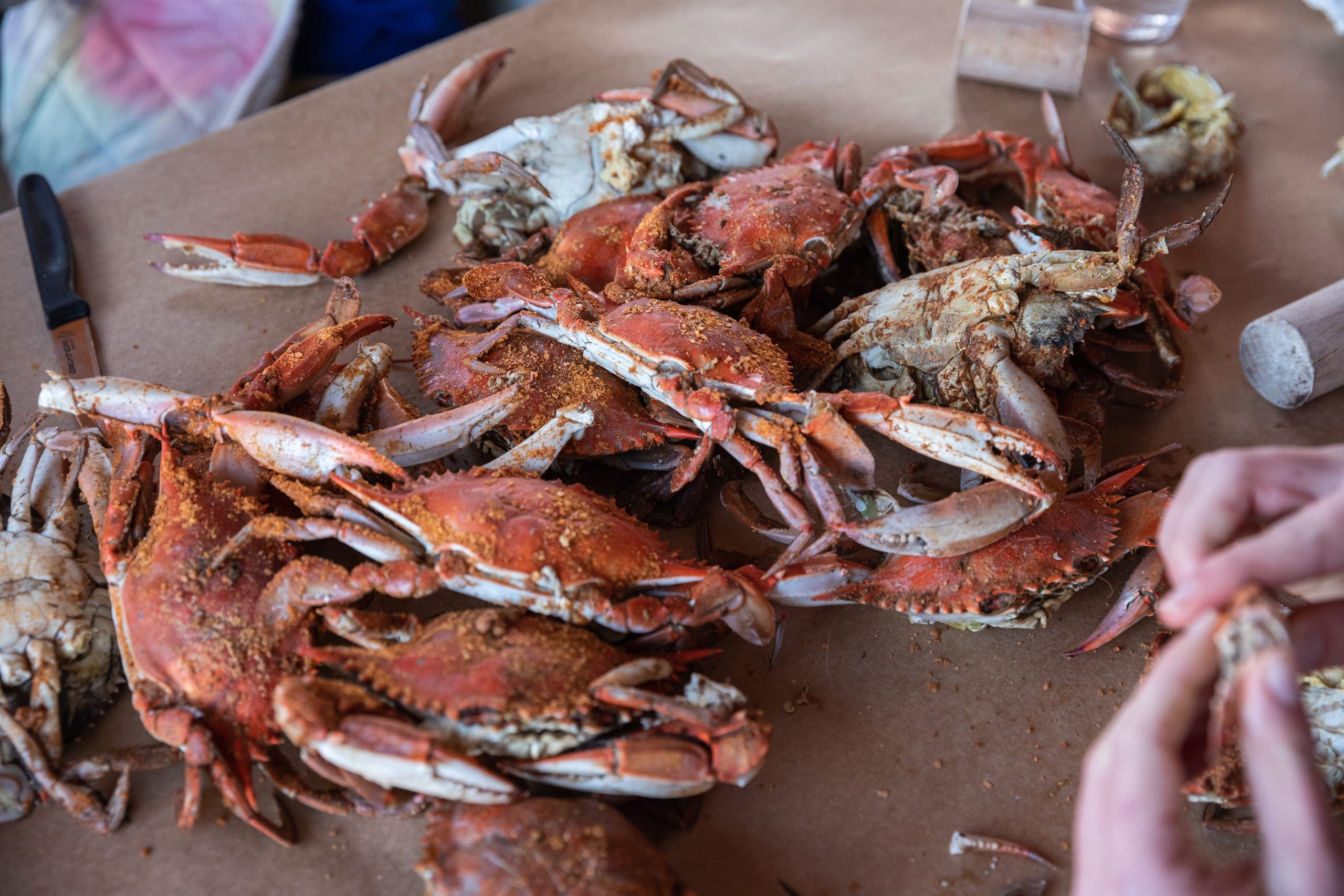 Maryland blue crab claw close-up