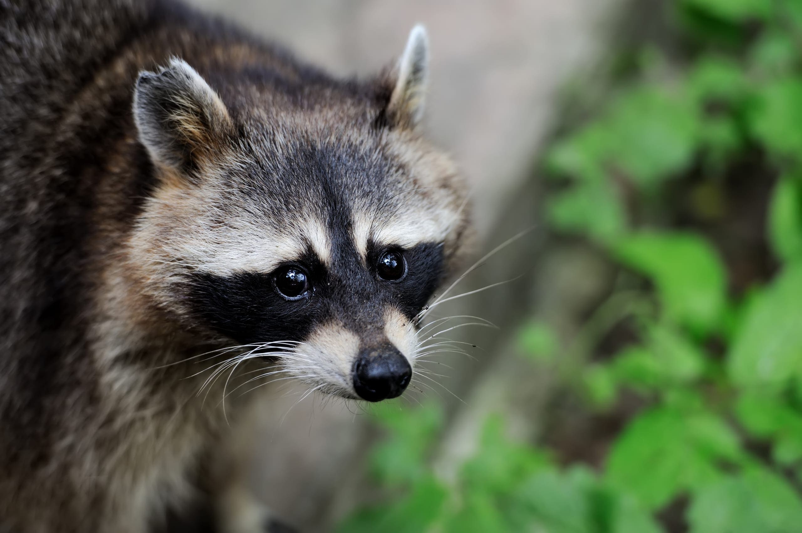 Maritime Forest habitat — Ocean City, Maryland