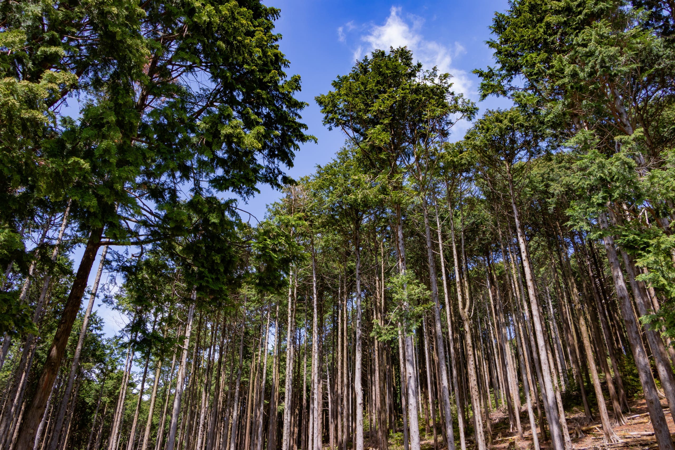 Maritime Forest (Coastal maritime forest) — Ocean City, Maryland