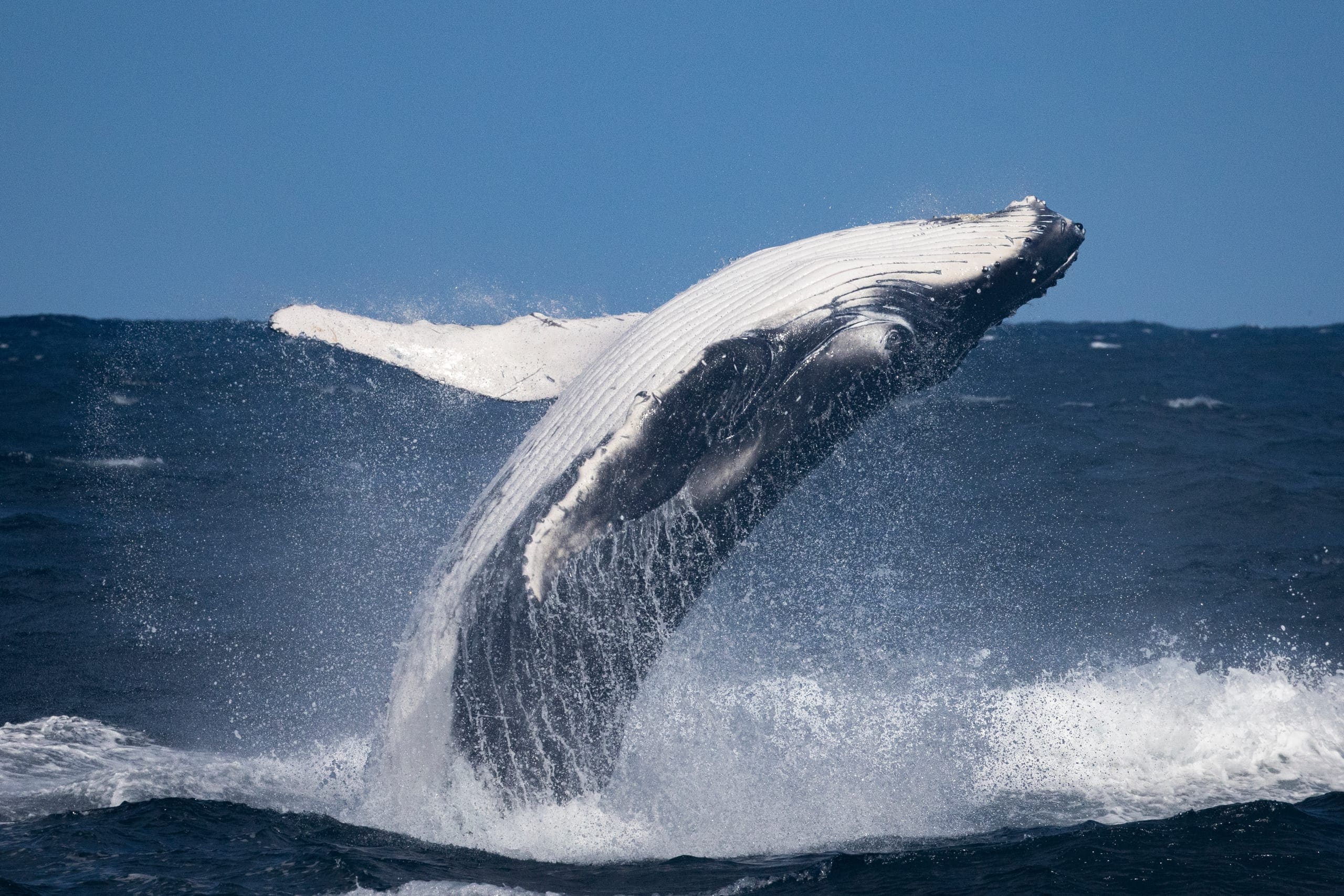 Nearshore Atlantic habitat — Ocean City, Maryland