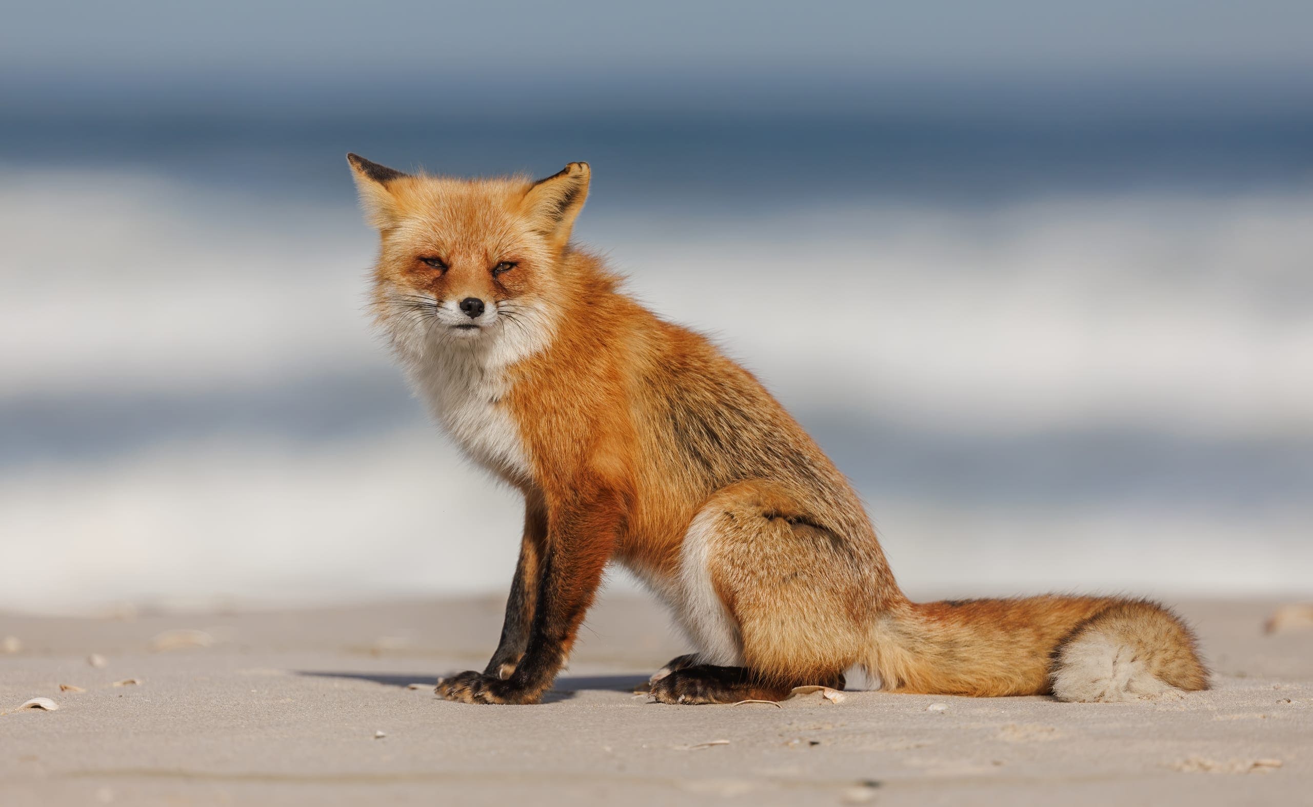 Photo gallery photo 8 — Ocean City, Maryland