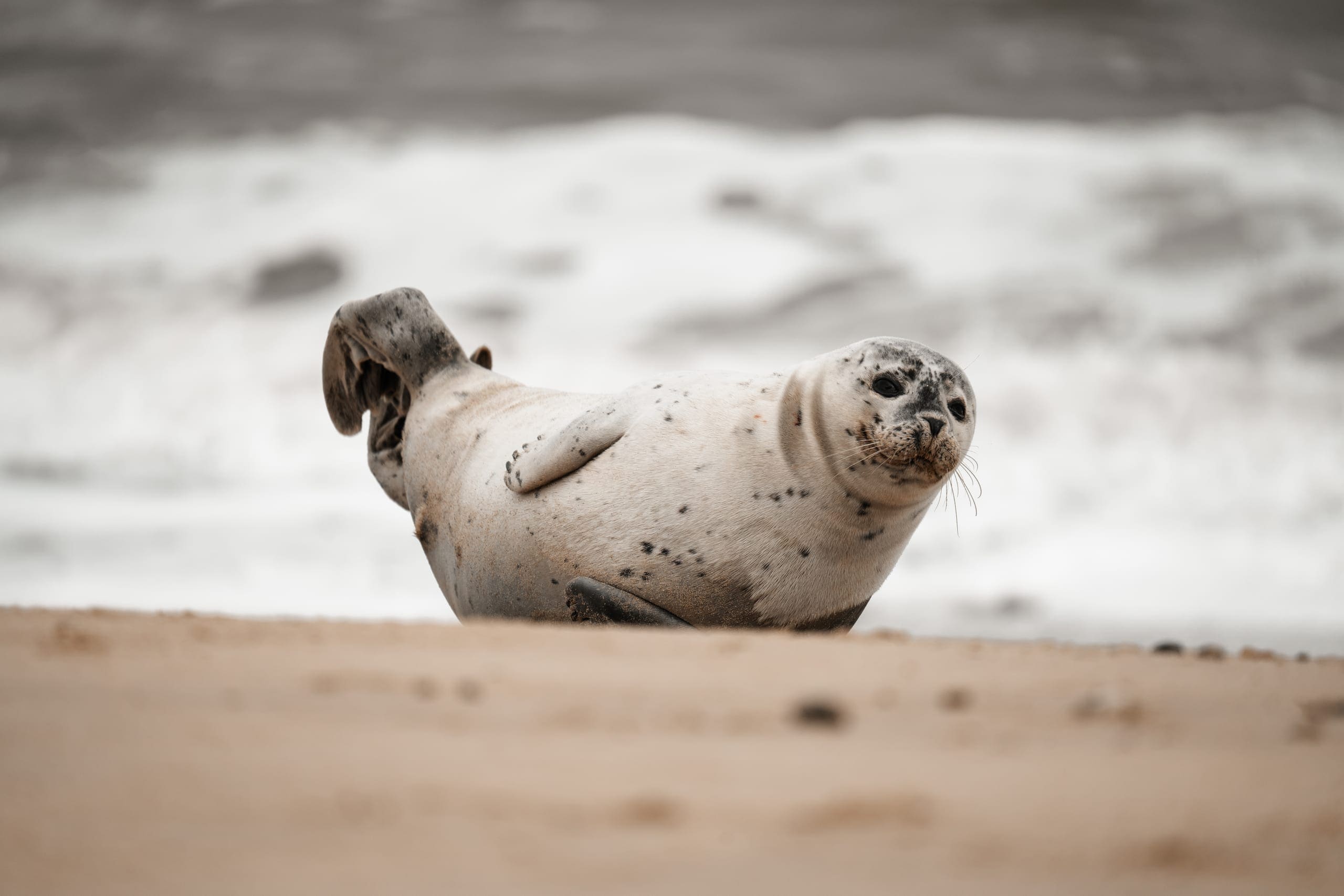 Ocean Beach & Surf Zone (Sandy ocean beach / swash zone) — Ocean City, Maryland