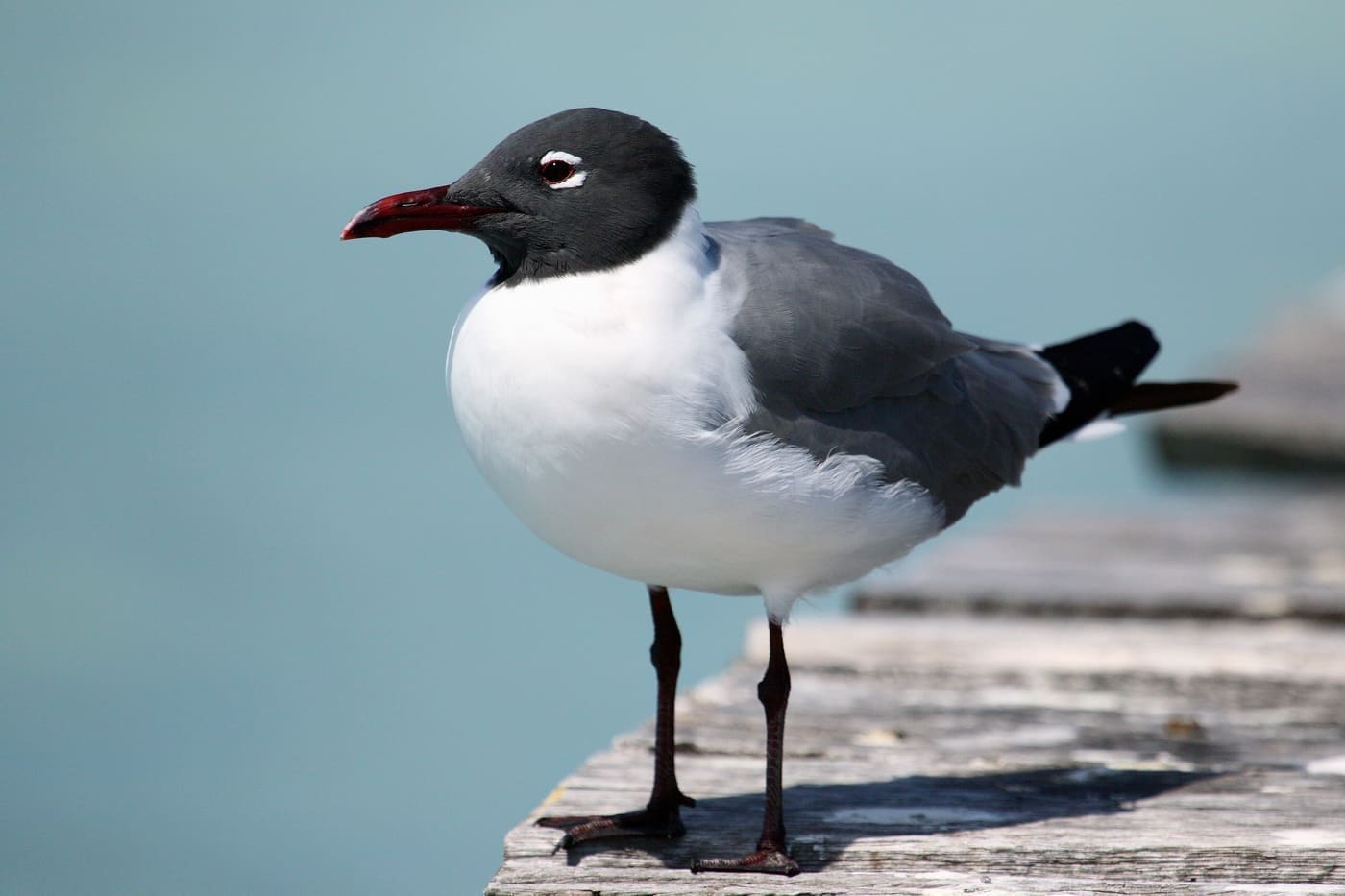 Photo gallery photo 7 — Ocean City, Maryland