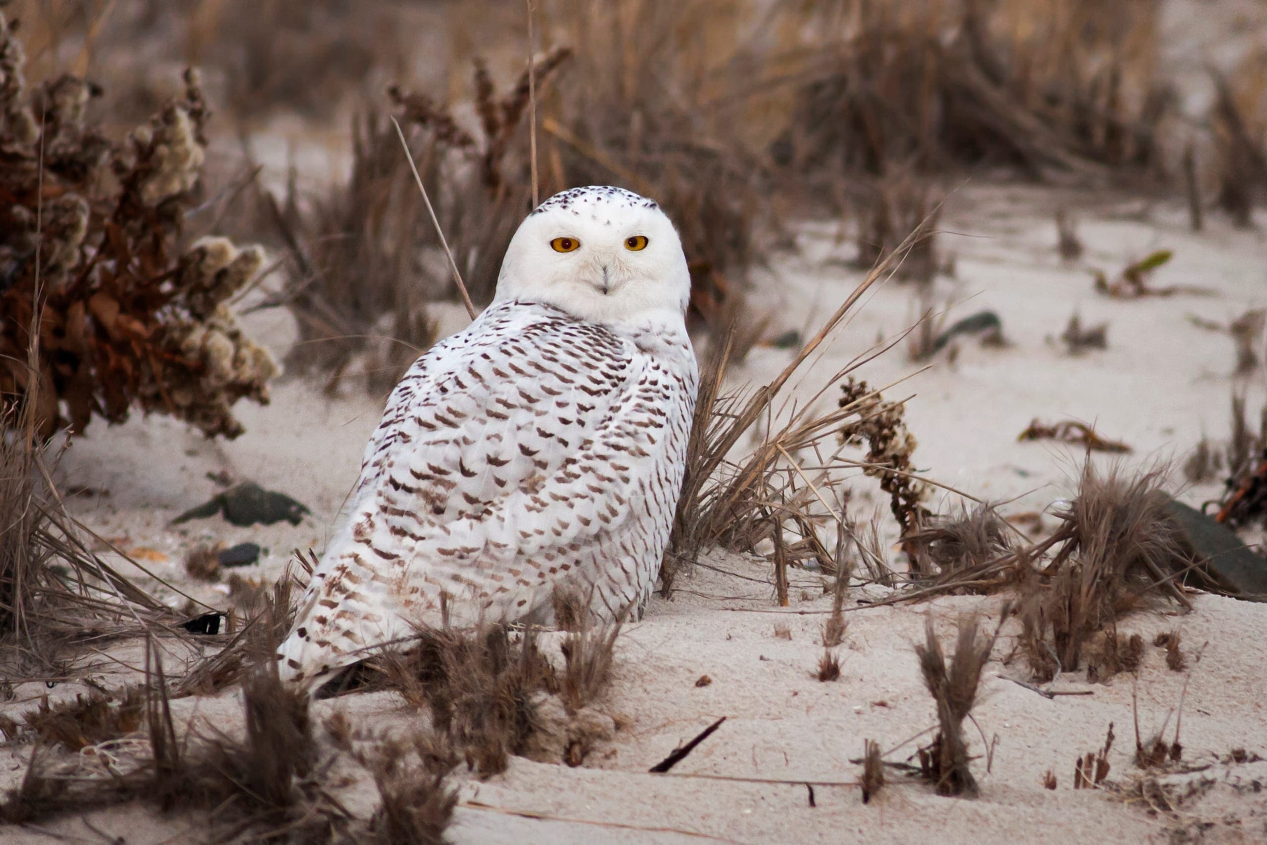 Photo gallery photo 2 — Ocean City, Maryland