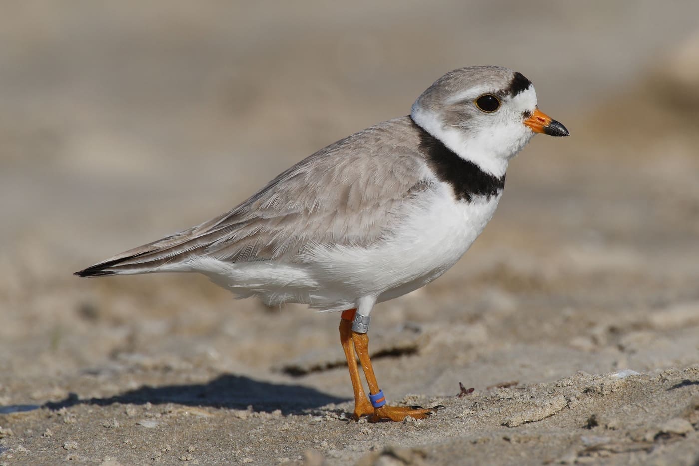 Photo gallery photo 6 — Ocean City, Maryland
