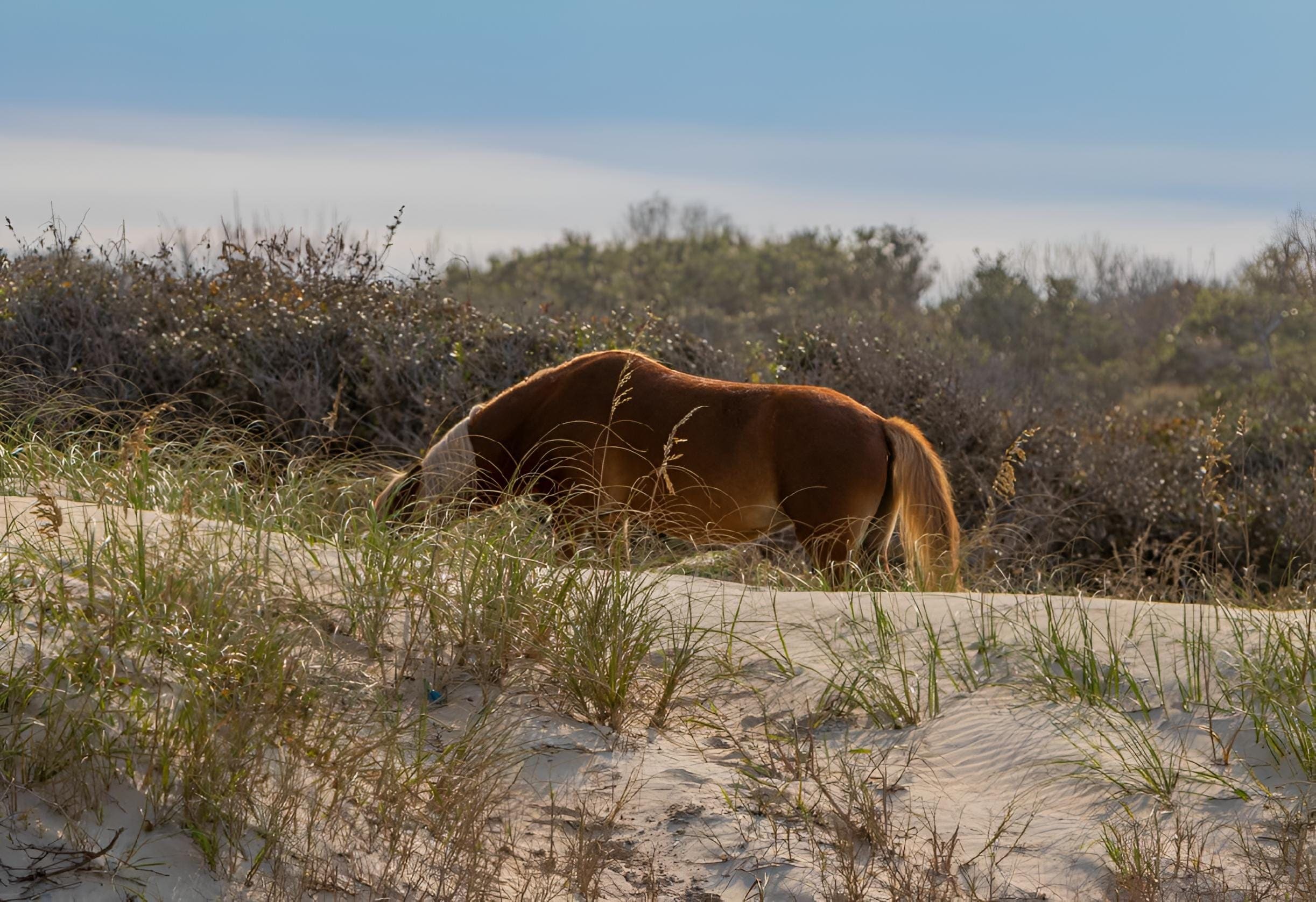 Photo gallery photo 9 — Ocean City, Maryland