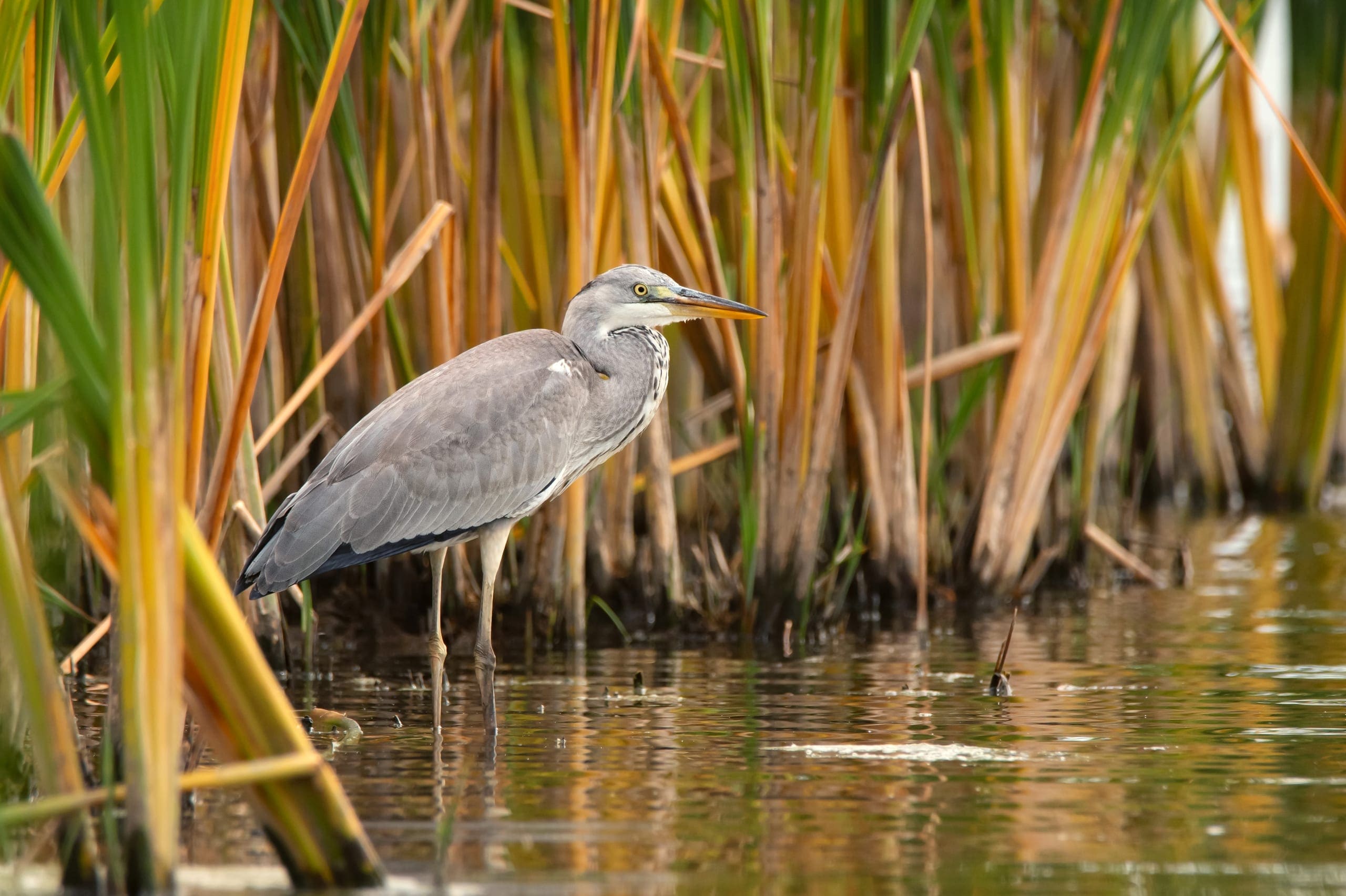 Salt Marsh (Spartina-dominated tidal marsh) — Ocean City, Maryland