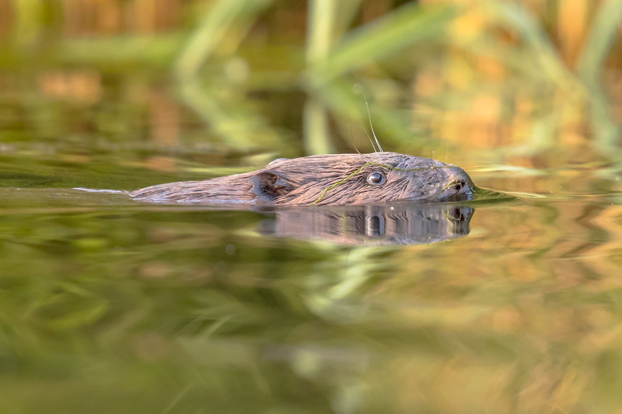 Salt Marsh habitat — Ocean City, Maryland
