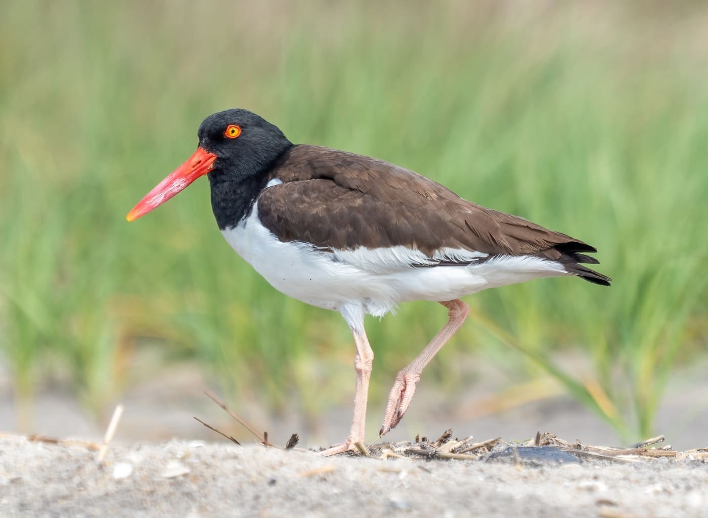 Photo gallery photo 3 — Ocean City, Maryland