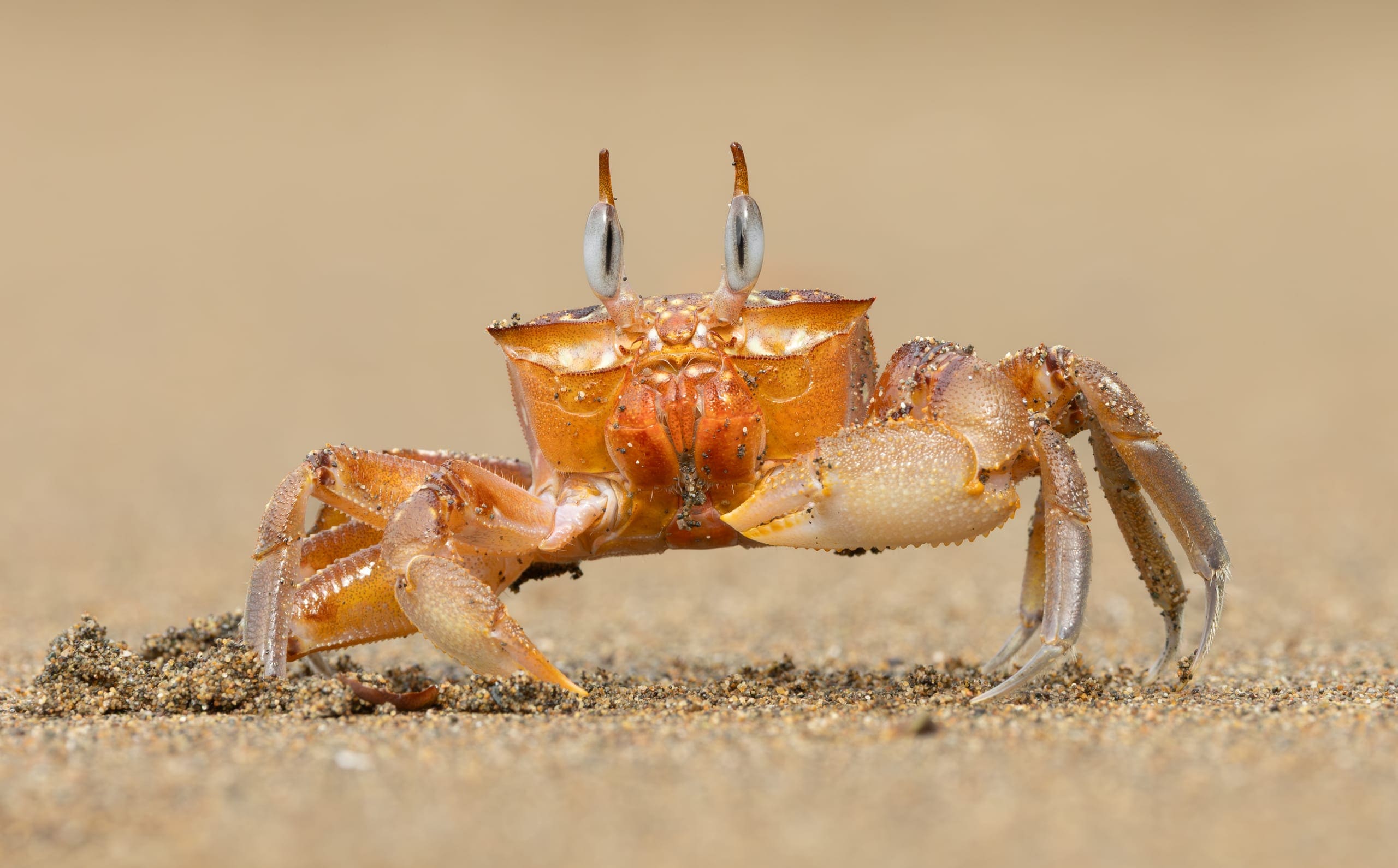 Photo gallery photo 8 — Ocean City, Maryland