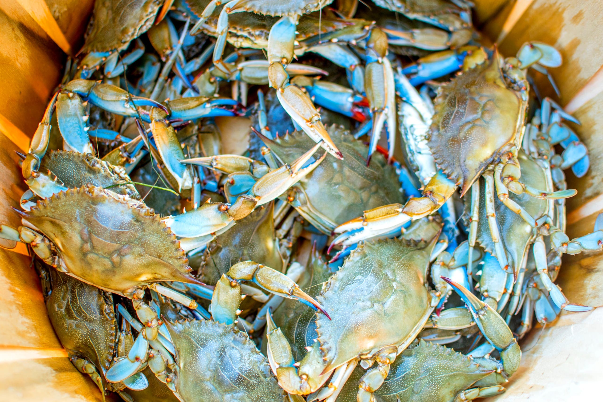 Isle of Wight Bay — Ocean City, Maryland