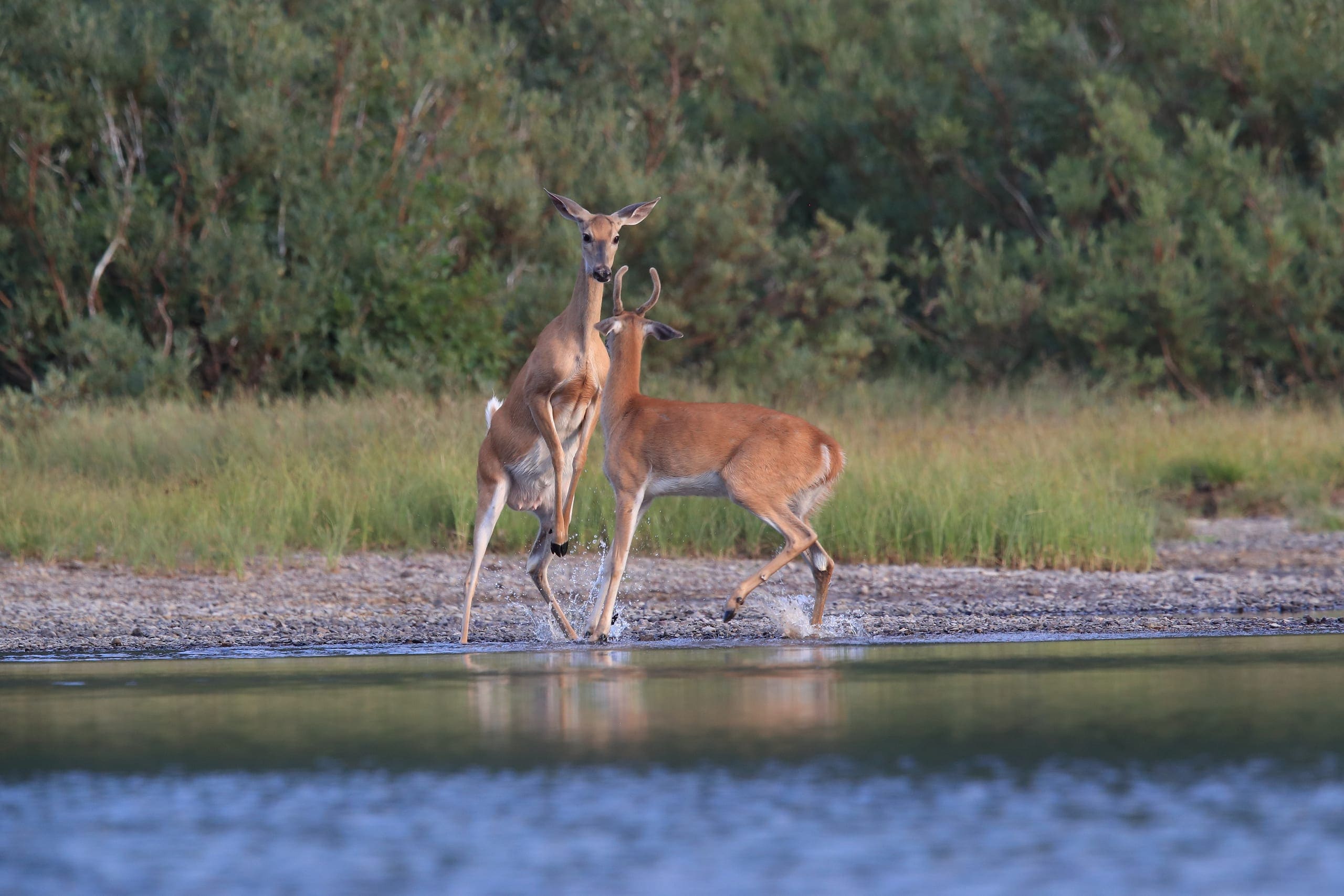 Photo gallery photo 8 — Ocean City, Maryland