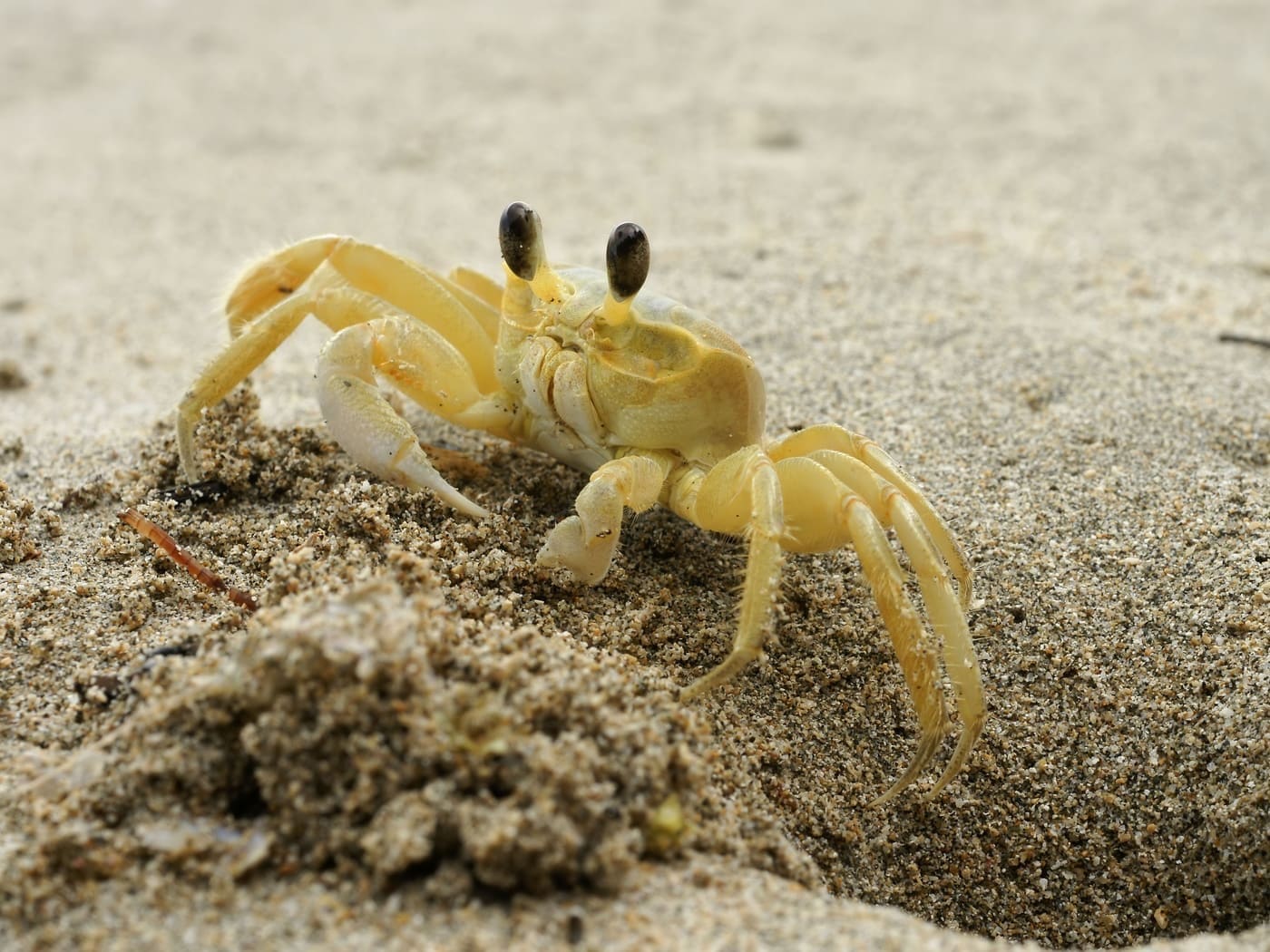 Photo gallery photo 4 — Ocean City, Maryland