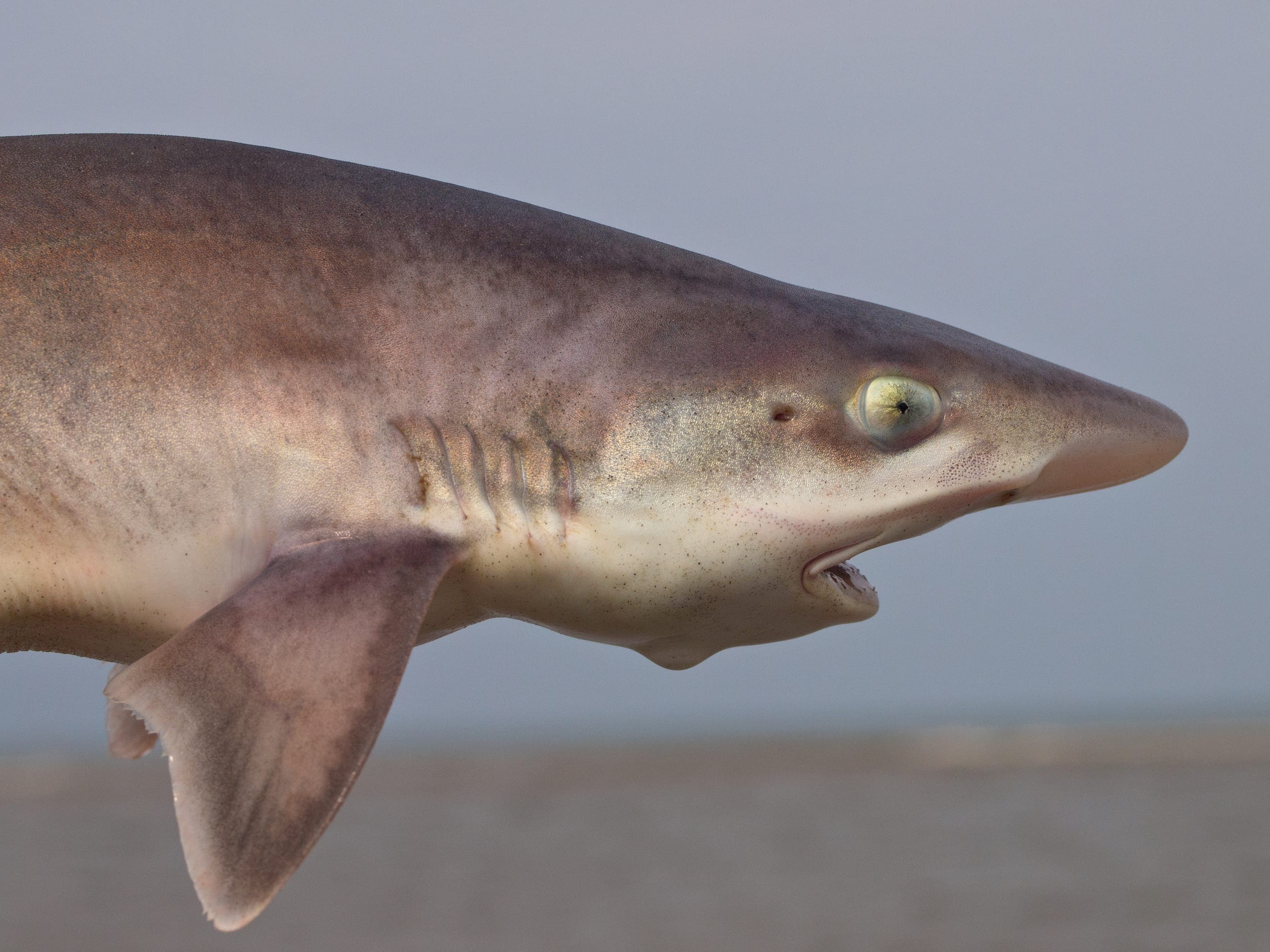 Photo gallery photo 1 — Ocean City, Maryland