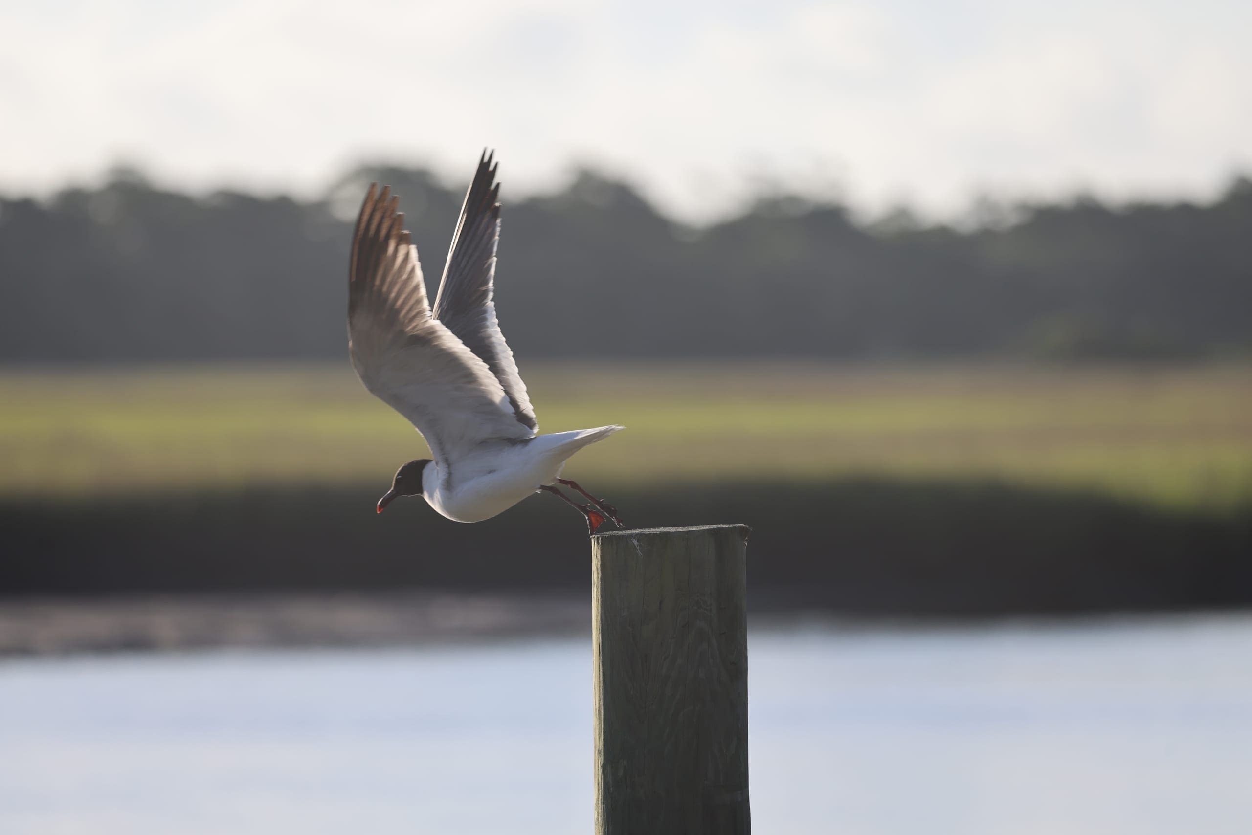 Sinepuxent Bay Overlooks — Ocean City, Maryland
