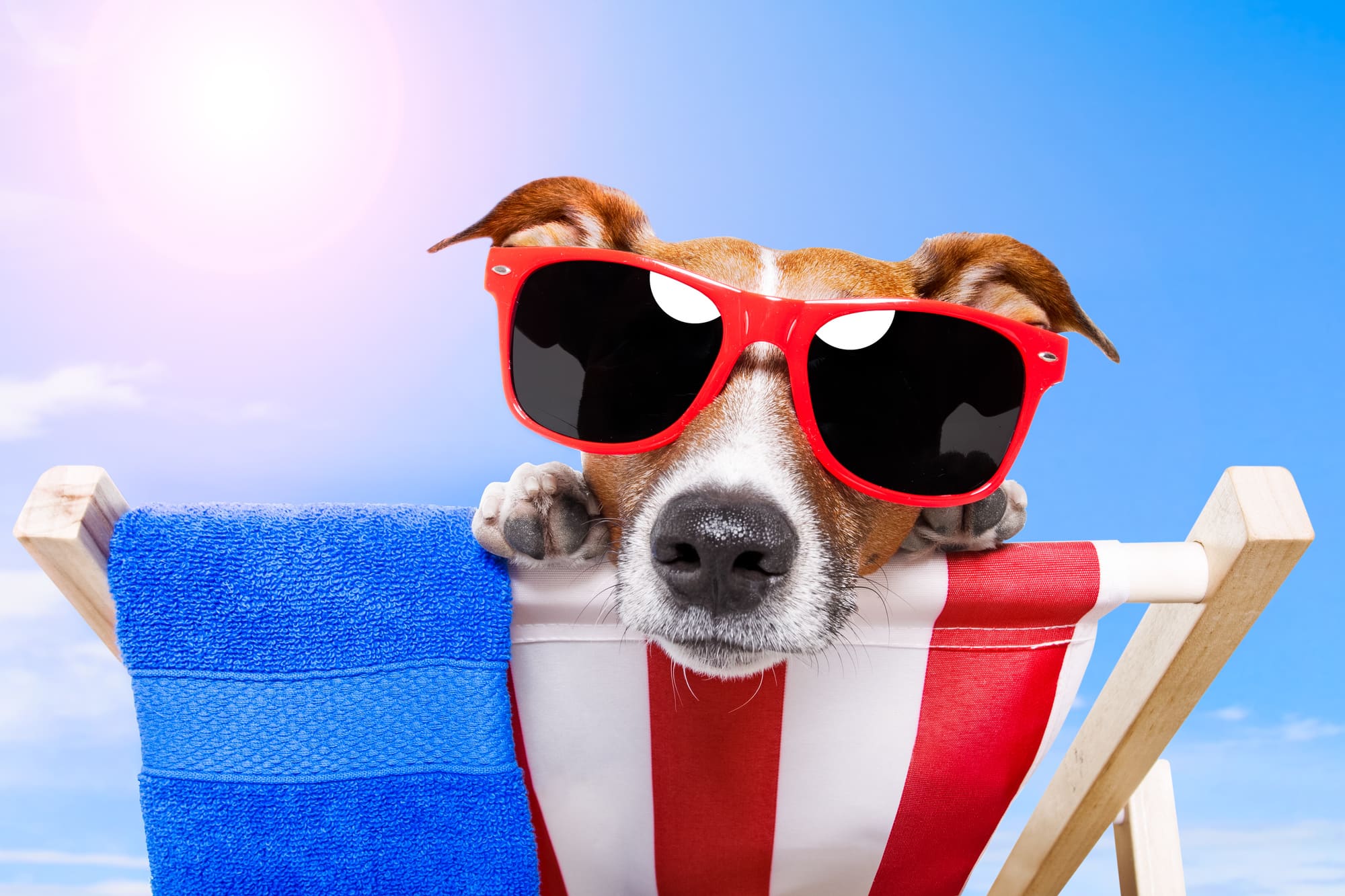 Pet-friendly lodging planning for Ocean City Maryland visitors.