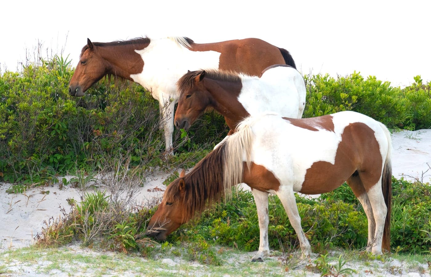 Horseback riding — Ocean City, Maryland